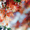 22昭和記念公園【日本庭園：紅葉のアップ】5銀塩
