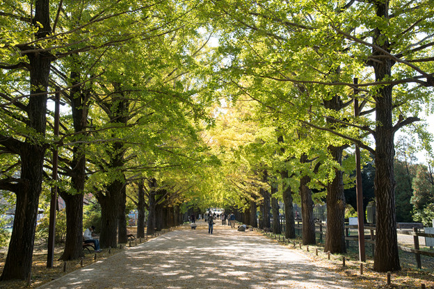 25昭和記念公園【イチョウ並木の黄葉の様子】1