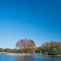 31昭和記念公園【水鳥の池周辺の大木の紅葉：ケヤキ】1