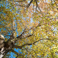 34昭和記念公園【水鳥の池周辺の大木の紅葉：アメリカスズカケノキ】2