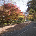 Photos: 02神代植物公園【かえで園：道沿いの紅葉】1