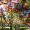 Photos: 06神代植物公園【かえで園：道沿いの紅葉】5