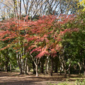 Photos: 36神代植物公園【自由広場の紅葉】3