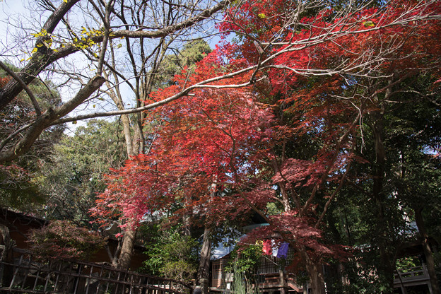 Photos: 47神代植物公園【深大寺の紅葉】5
