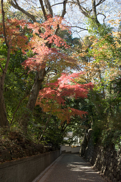 Photos: 50神代植物公園【深大寺周辺の紅葉】1