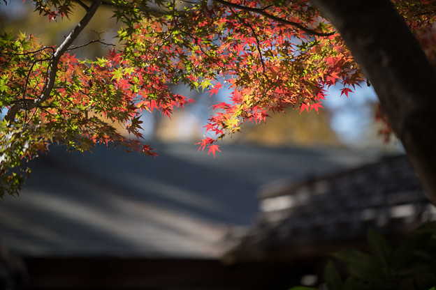 Photos: 52神代植物公園【深大寺周辺の紅葉】3