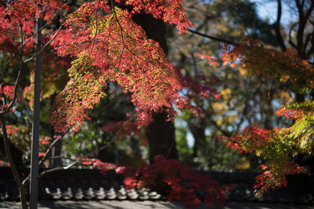 Photos: 53神代植物公園【深大寺周辺の紅葉】4