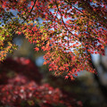 Photos: 54神代植物公園【深大寺周辺の紅葉】5