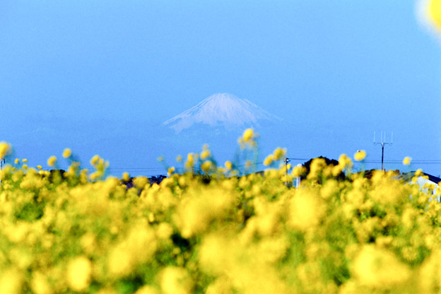 08ソレイユの丘【入口花壇より富士山の眺め】4銀塩NLP