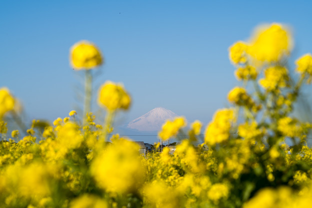 09ソレイユの丘【入口花壇より富士山の眺め】5