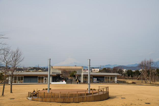 01花菜ガーデン【入場口方向に見えるこの日の富士山】