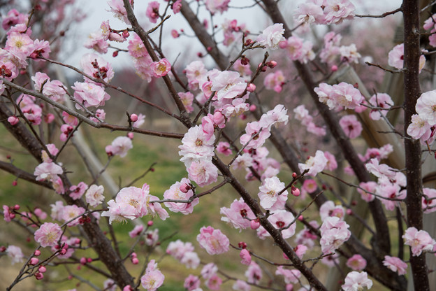 21早春の花菜ガーデン【梅の花：桜梅】