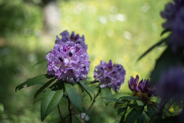32神代植物公園【石楠花：紫炎】