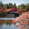 Photos: 06昭和記念公園【日本庭園：清池軒付近の紅葉】2