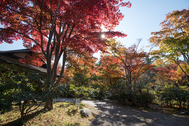 10昭和記念公園【日本庭園：清池軒付近の紅葉】6
