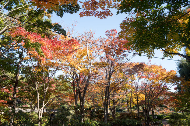 12昭和記念公園【日本庭園：清池軒付近の紅葉】8