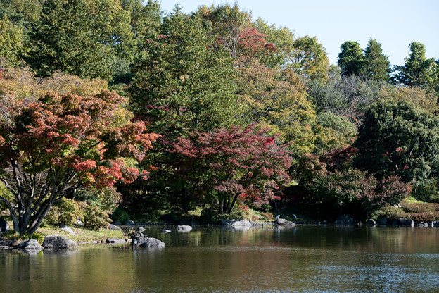 16昭和記念公園【日本庭園：池周辺の紅葉】3