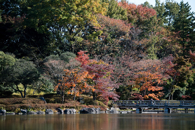 17昭和記念公園【日本庭園：池周辺の紅葉】4