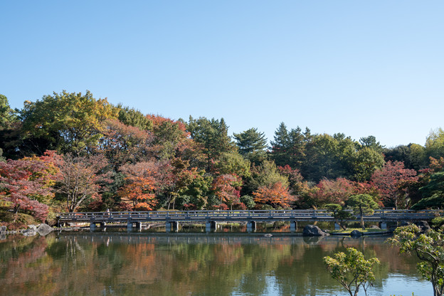 21昭和記念公園【日本庭園：橋付近の紅葉】2