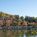 Photos: 21昭和記念公園【日本庭園：橋付近の紅葉】2