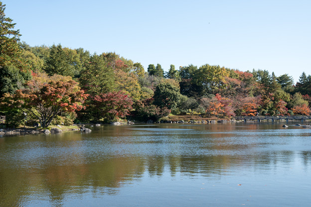 22昭和記念公園【日本庭園：橋付近の紅葉】3