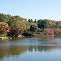 Photos: 22昭和記念公園【日本庭園：橋付近の紅葉】3