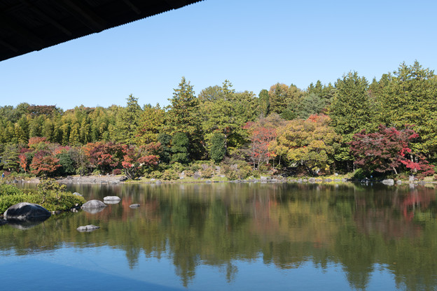 24昭和記念公園【日本庭園：陽昌から見る紅葉】2