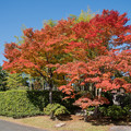 Photos: 25昭和記念公園【日本庭園：東の門付近の紅葉】1
