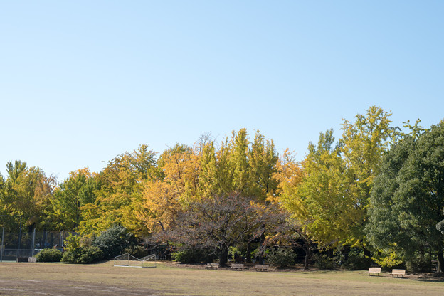 Photos: 32昭和記念公園【かたらいのイチョウ並木の様子】1