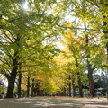 Photos: 33昭和記念公園【かたらいのイチョウ並木の様子】2