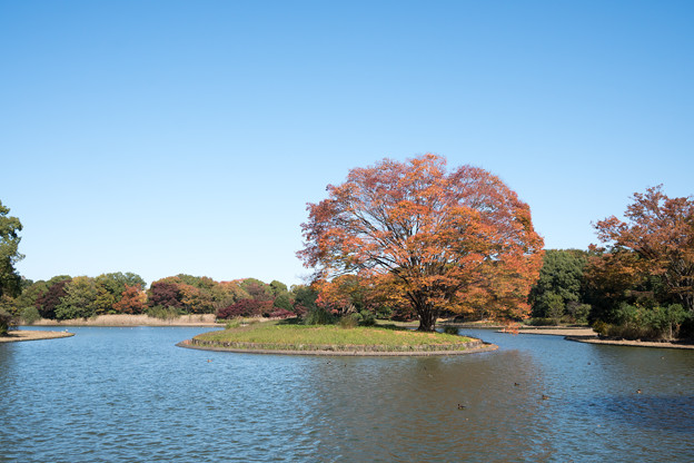 44昭和記念公園【水鳥の池の大ケヤキ】
