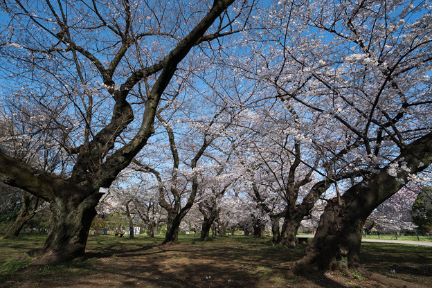 07小石川植物園【桜並木の眺め】1