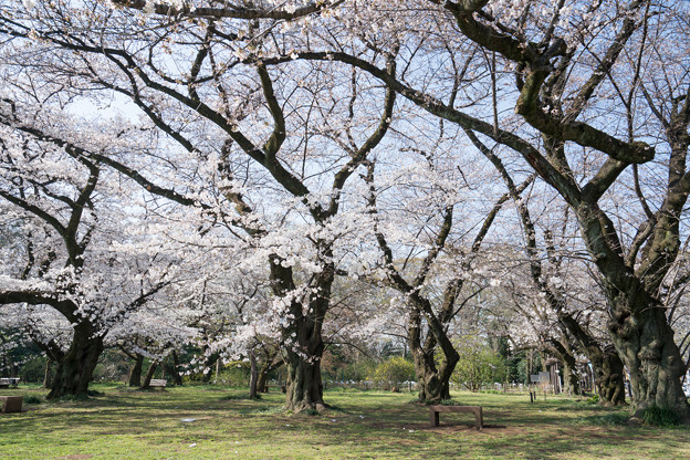 08小石川植物園【桜並木の眺め】2
