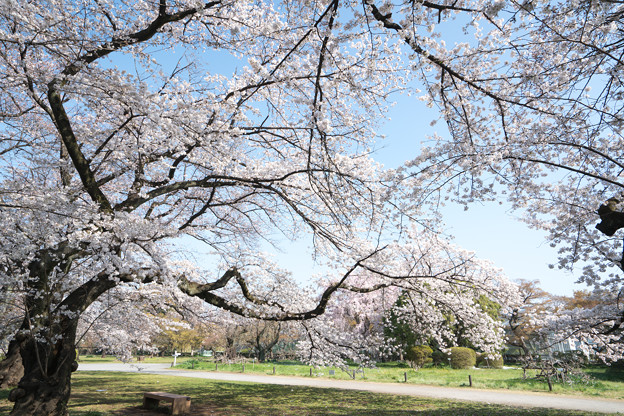 09小石川植物園【桜並木の眺め】3