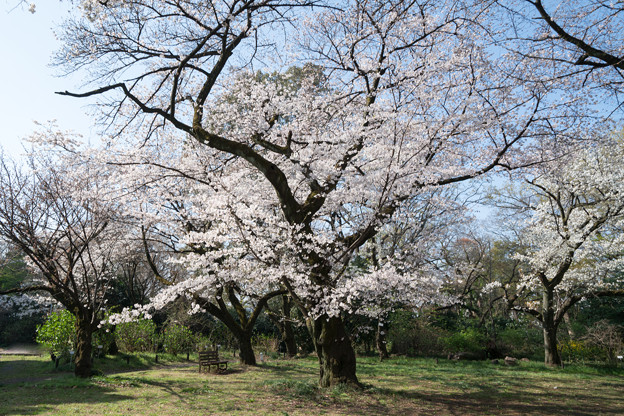 11小石川植物園【桜並木の眺め】5