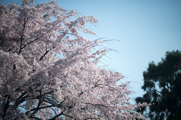 37小石川植物園【枝垂れ桜】2