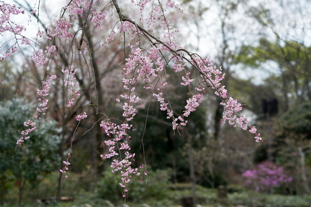 35昭和記念公園【日本庭園：八重紅枝垂れ桜】2