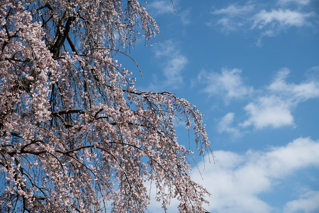 40昭和記念公園【こもれびの池：枝垂れ桜】3