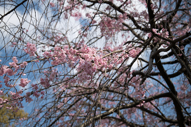 03テリタビーズ公園【ところどころの枝で花をつけています】