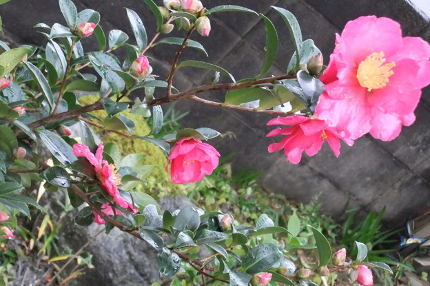 Photos: 山茶花の木が生えて花が咲いています