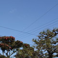 Photos: 青い空に山茶花の花