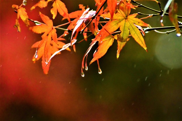 雨の日の紅葉（１）