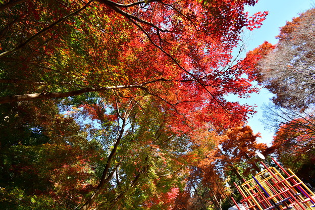 須磨離宮公園の紅葉(3)