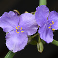紫露草２