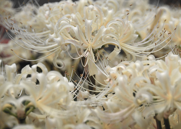 Photos: 満開の白い彼岸花