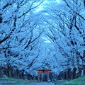 Photos: 春宵桜