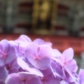紫陽花と山門