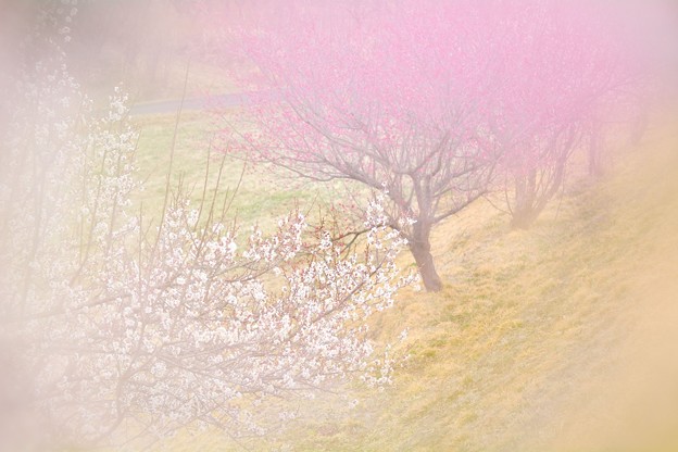 Photos: 風ふかば にほひをこせよ 梅の花