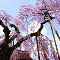 Photos: 乙姫桜