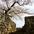 Photos: 桜門